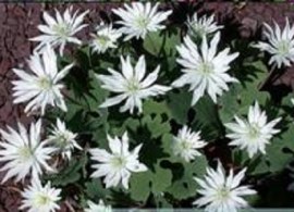 winterthur_trillium_clip_image022 (1)
